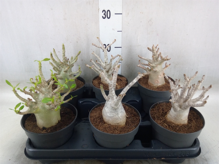 <h4>Adenium NB 'Ansu Baobab'</h4>