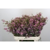 Chamelaucium Kerryn