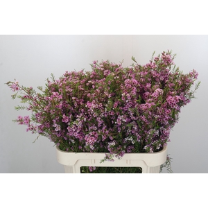 Chamelaucium Kerryn
