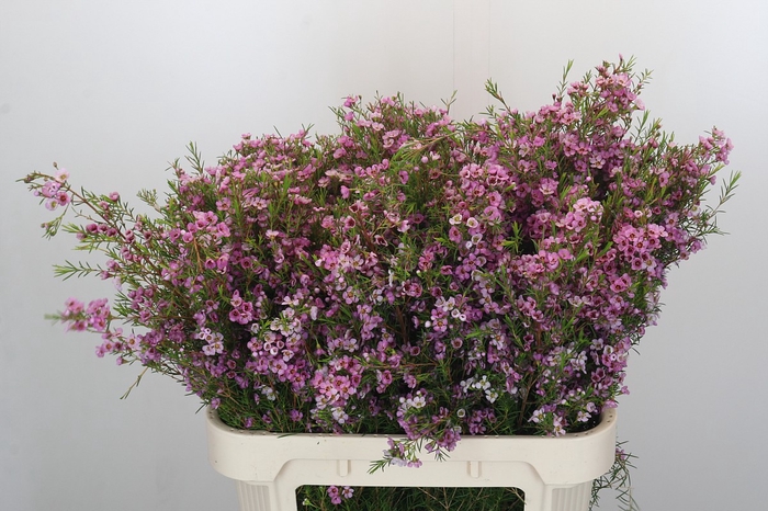 <h4>Chamelaucium Kerryn</h4>