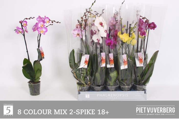 <h4>PHAL GEM 8 KL</h4>