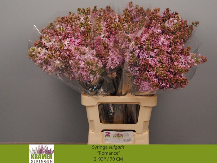 <h4>SYR V ROMANCE</h4>