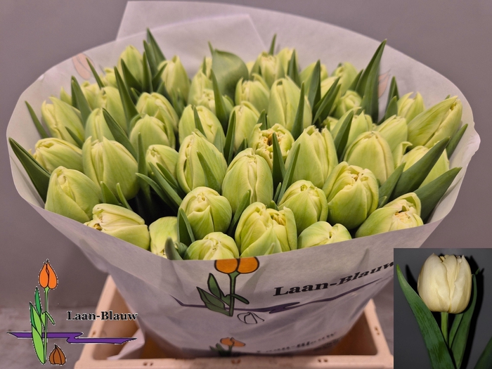 <h4>TU DU VERONA</h4>