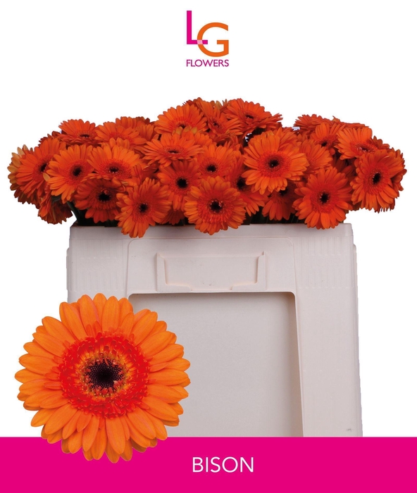 <h4>GERMINI BISON</h4>