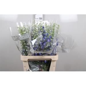 Delph Du Blue Emerald