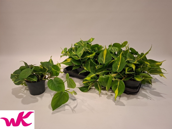 <h4>PHIL SCANDENS BRASIL</h4>