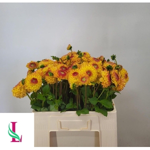 DAHLIA SUNNY BOY DAHL SUNNY BOY