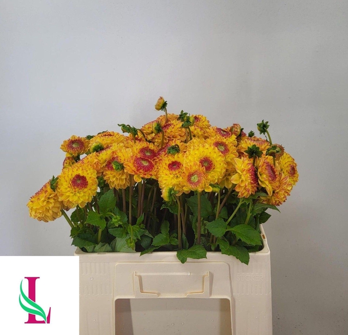 <h4>DAHLIA SUNNY BOY DAHL SUNNY BOY</h4>