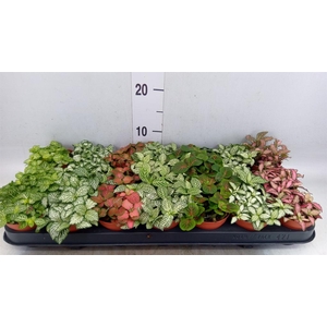 Fittonia   ...mix 7