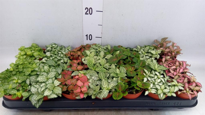 <h4>Fittonia   ...mix 7</h4>