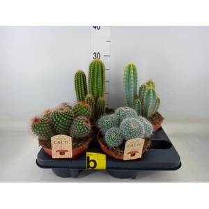 Cactus   ...mix