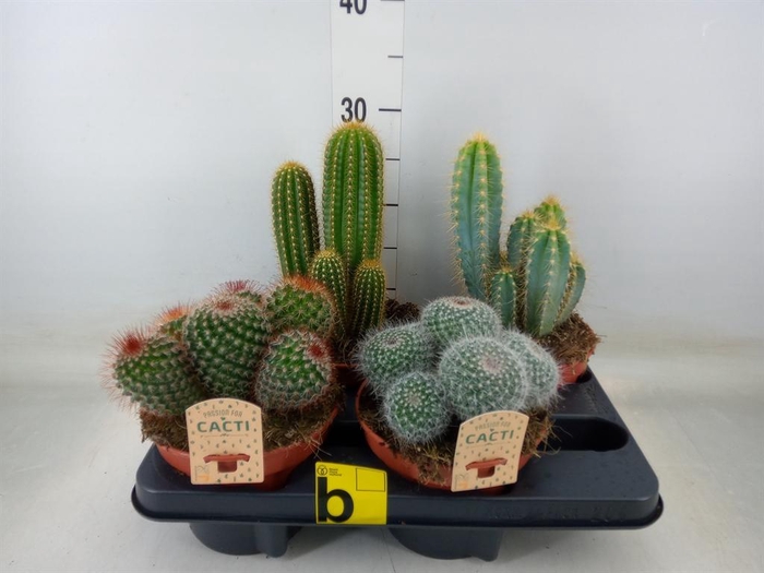<h4>Cactus   ...mix</h4>
