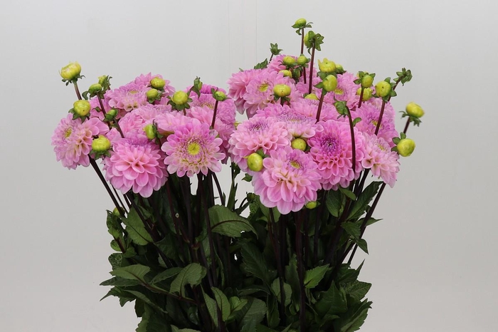 <h4>Dahlia Wizard of Oz</h4>