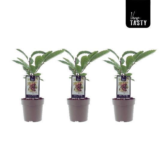 <h4>CASTAN SATIVA</h4>