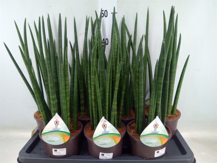 <h4>Sansevieria cyl.  ...</h4>