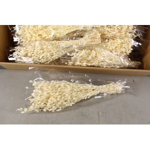 DF Silene Bs Bleach 80g poly