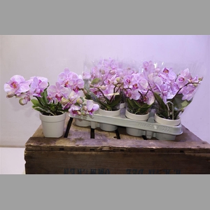 Phal Mf Ov Roze In Keramiek