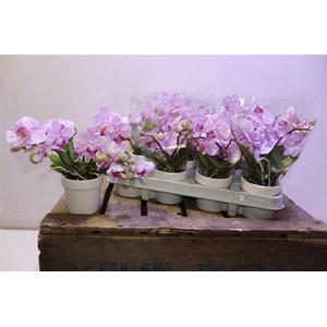 Phal Mf Ov Roze In Keramiek