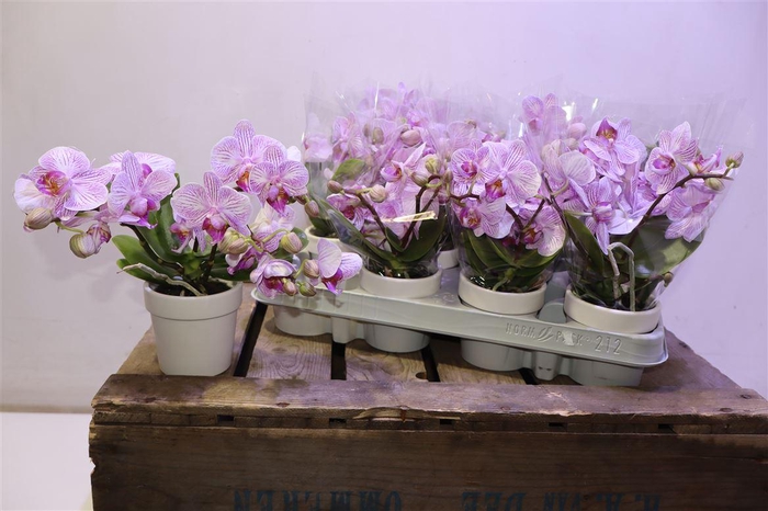 <h4>Phal Mf Ov Roze In Keramiek</h4>