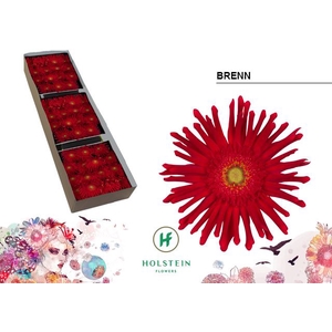 Gerbera Gerpasta Brenn