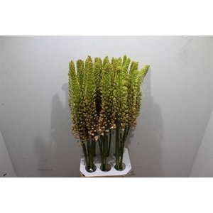 Eremurus Emmy Ro