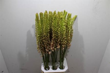 <h4>Eremurus Emmy Ro</h4>