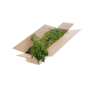 Briza Maxima Sb Green