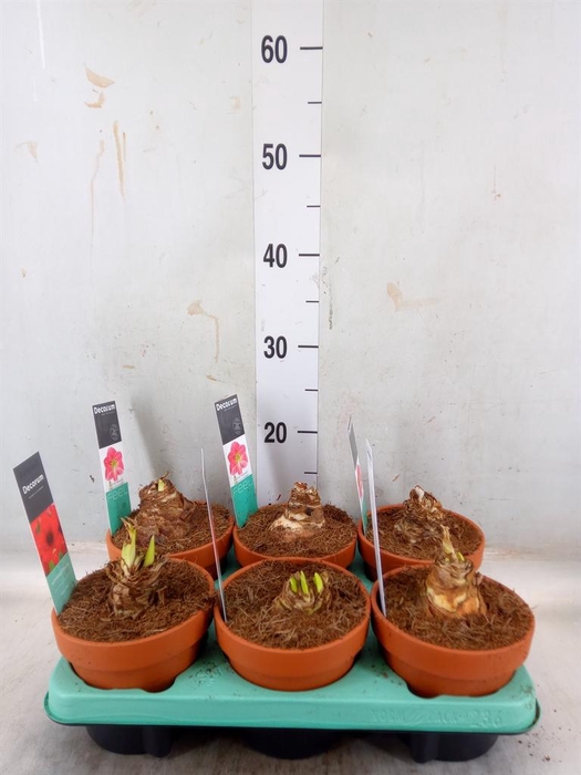 <h4>Hippeastrum ...</h4>