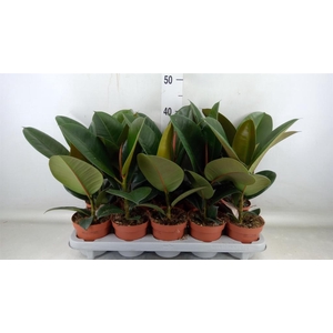 Ficus elastica 'Robusta'