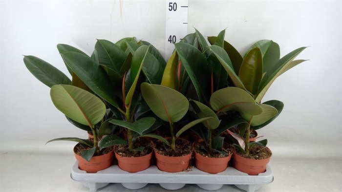 <h4>Ficus elastica 'Robusta'</h4>