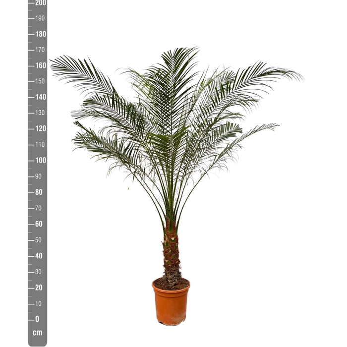 <h4>PHOENIX ROEBELENII</h4>