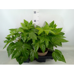 Fatsia japonica   ...