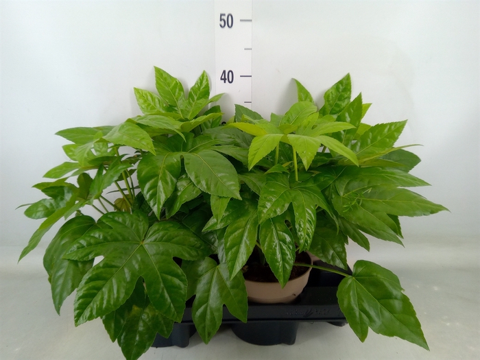 <h4>Fatsia japonica   ...</h4>