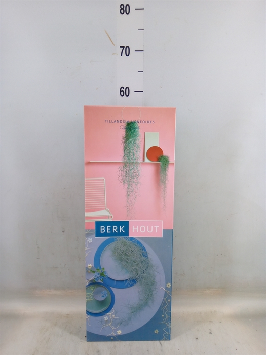 <h4>Tillandsia usneoides</h4>