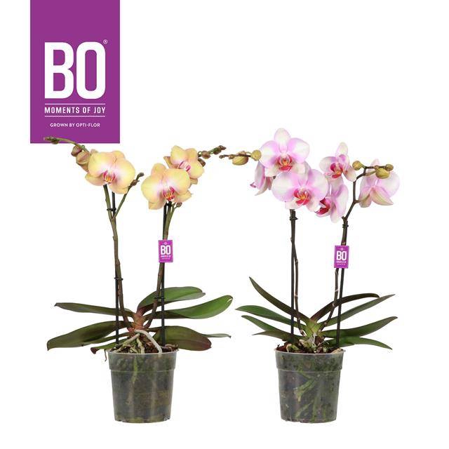 <h4>PHAL OPTI DIVA P12 BO MIX 2 SPIKE</h4>