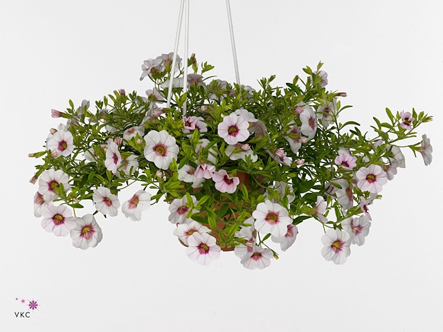 CALIB MINIF PI+RE EY