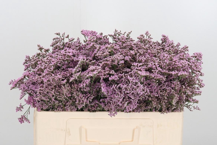 <h4>Lim Saf Oshi Pink</h4>