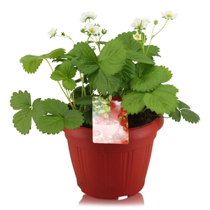 Fragaria Beltran in rode Patiopot