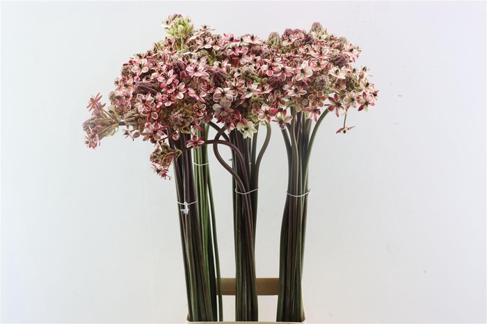 <h4>Ornit Saundersiae Pink Opgetrokken</h4>
