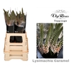 LYSIMACHIA CARAMEL x50