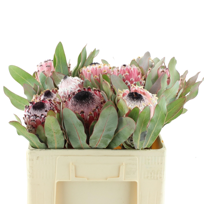 <h4>PROTEA MAGNIFICA</h4>