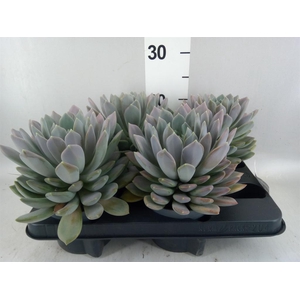 Pachyphytum  'Draco'