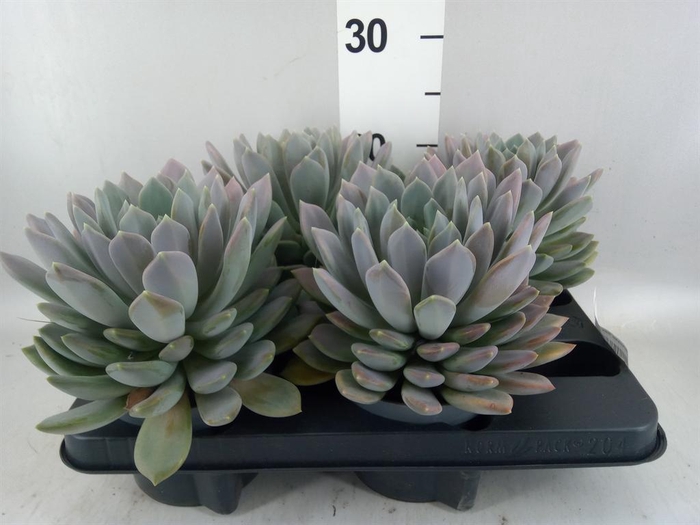 <h4>Pachyphytum  'Draco'</h4>