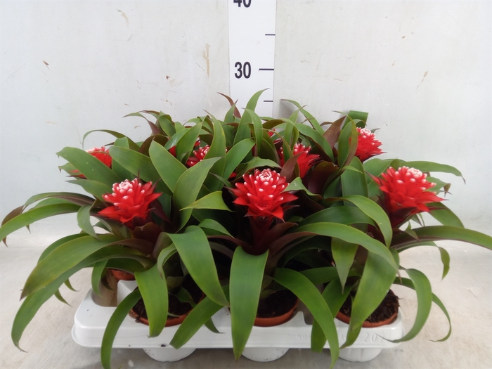 <h4>Guzmania  'Priscilla'</h4>