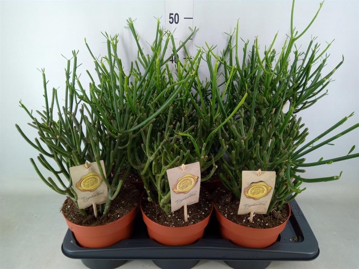 <h4>Euphorbia tirucalli</h4>