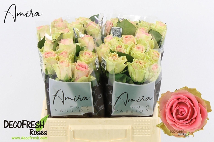 <h4>R Gr Top Gear!</h4>