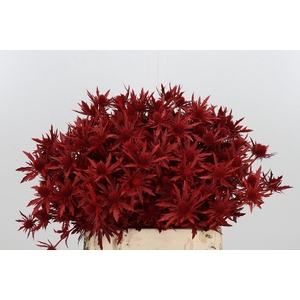 Eryn Orion Kl Bh Rood