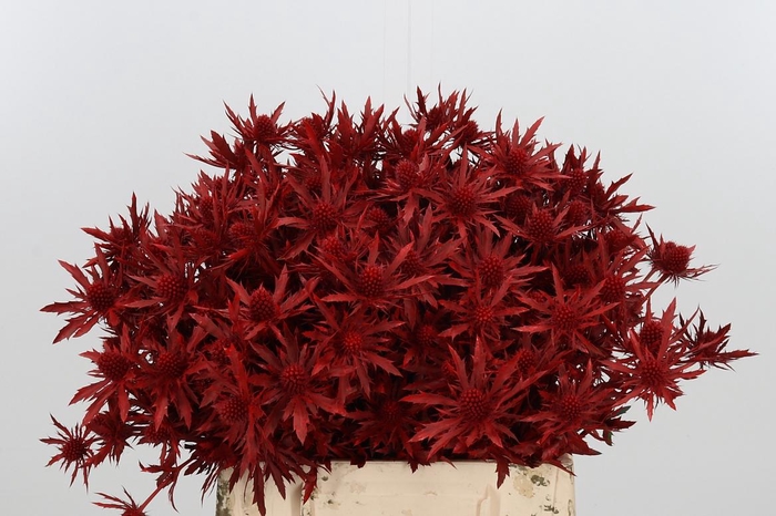 <h4>Eryn Orion Kl Bh Rood</h4>