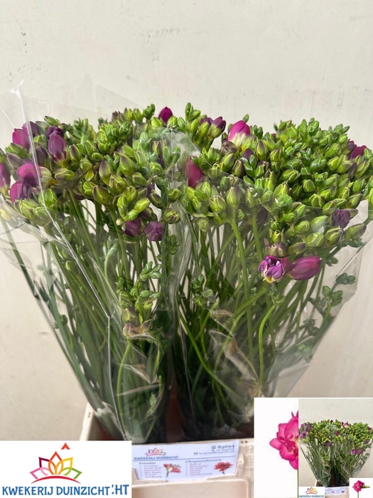 <h4>FR DU PURPLE RAIN</h4>