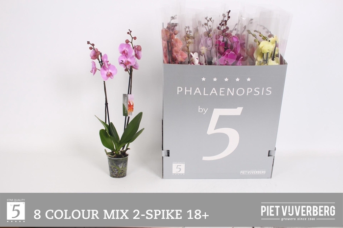 <h4>PHAL GEM 8 KL</h4>